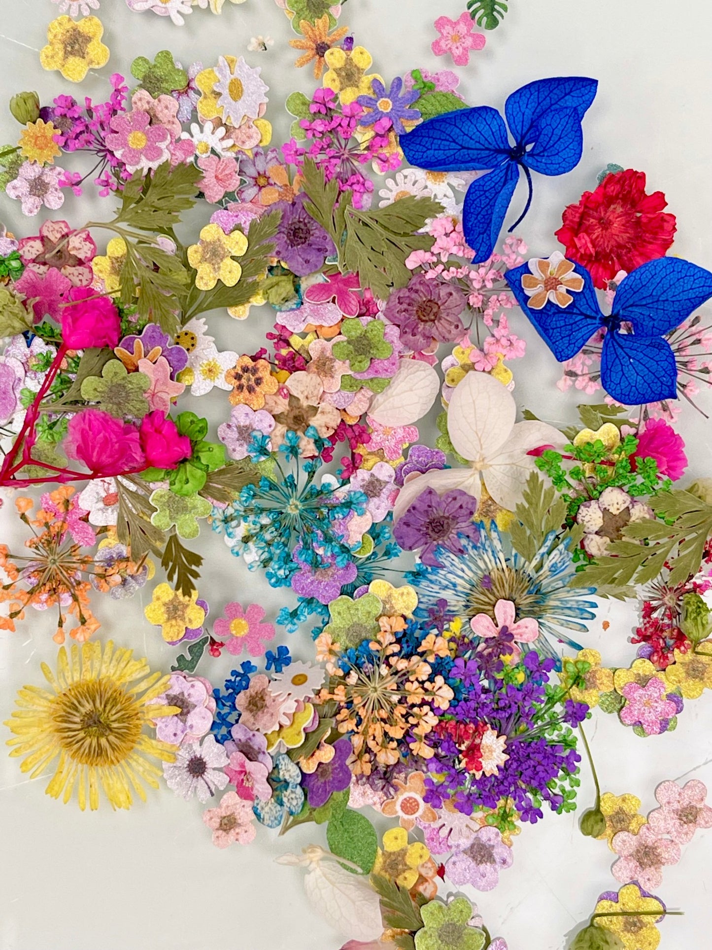 Dried Flowers