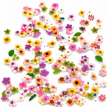 Dried Flowers