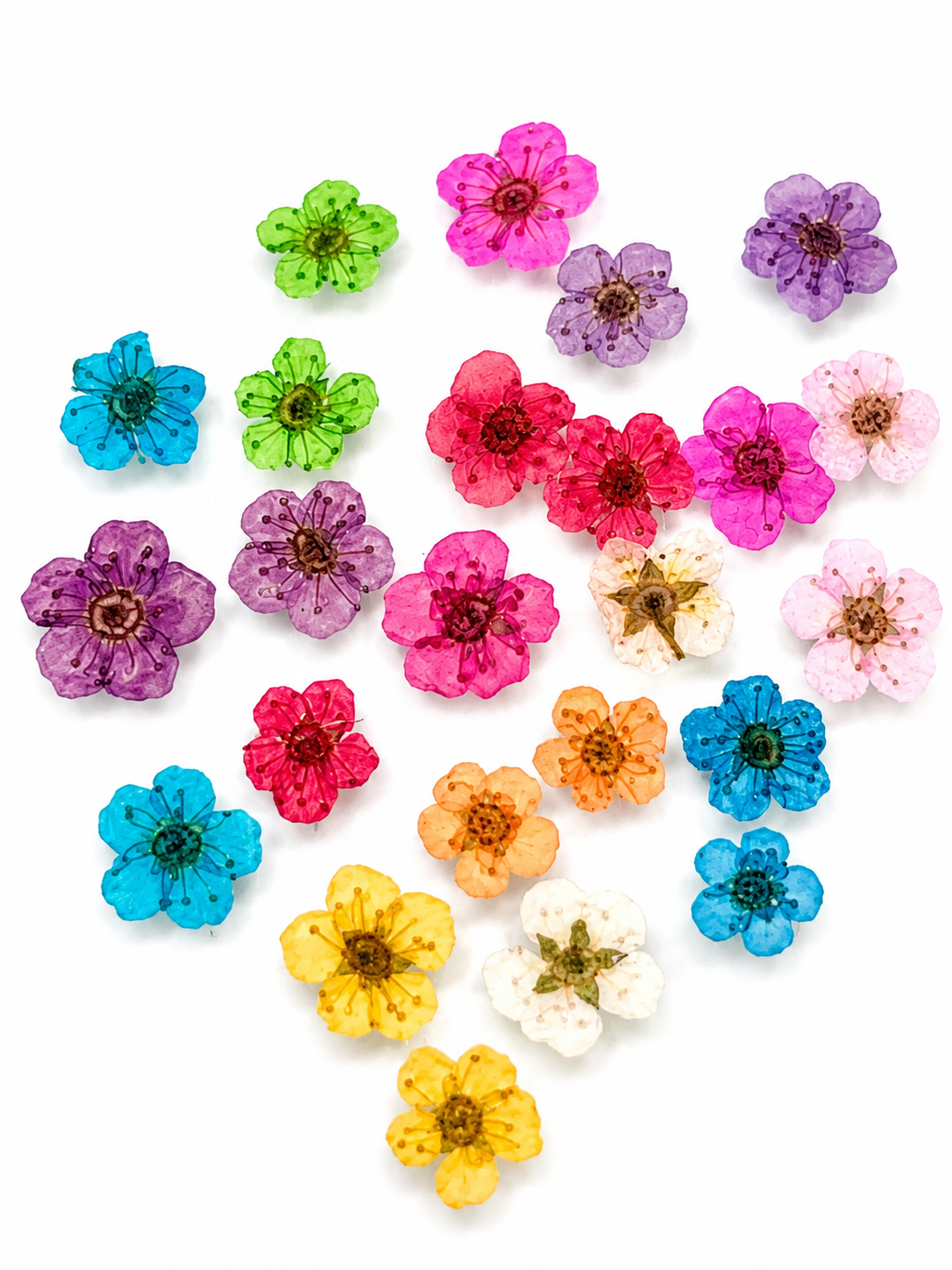 Dried Flowers